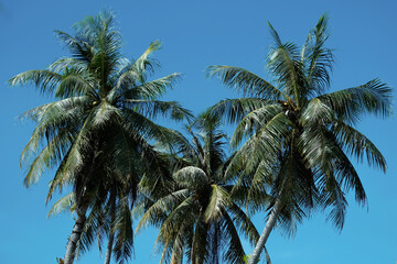Fototapeta na wymiar coconut trees on blue background