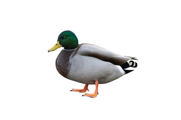 male mallard duck isolated on white background - 673085406