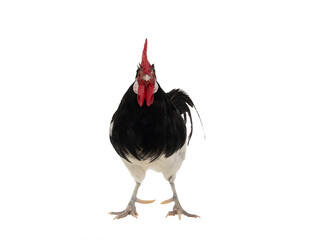 rooster lakenfelder isolated on a white background