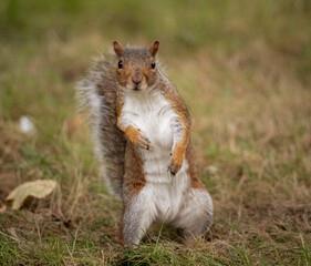 Squirrel of Scotland