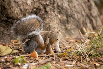 Squirrel scratching itself
