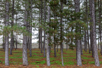 Pinus nigra. Black pine forest.