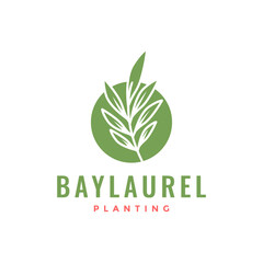 leaf bay laurel with circle simple plant florist botanical logo design vector icon illustration - obrazy, fototapety, plakaty