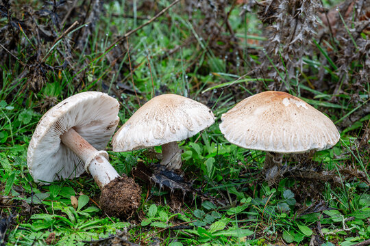 Macrolepiota excoriata. Frayed Parasol mushrooms among the vegetation.