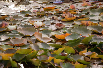 autumn leaves in the water