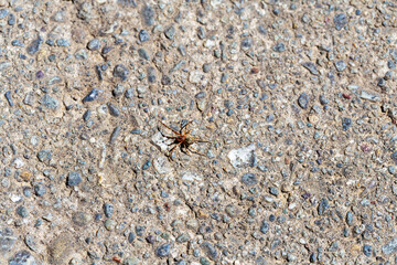 Anelosimus, Nature's Ground Dwellers