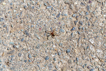 Anelosimus, Nature's Ground Dwellers