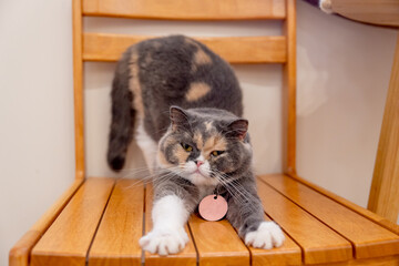 Multicolor with dark grey and orange also white cat action of stretching on the chair and look at camera.