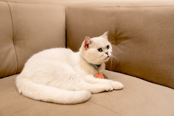 White cat lie down on sofa and look to front or right direction and stay in the house.