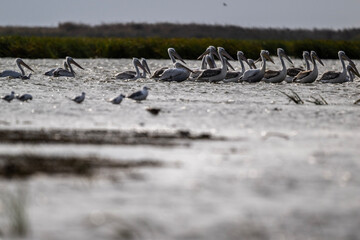 A large flock of curly gray pelicans rest on the water near the reeds