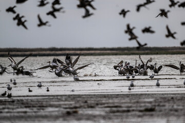 A large flock of curly gray pelicans rest on the water near the reeds