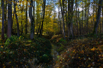 little river in the woods