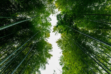 竹林を見上げた世界