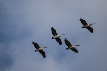 Curly-haired gray pelican plans in the air against the blue sky