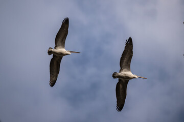 Curly-haired gray pelican plans in the air against the blue sky