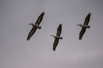Curly-haired gray pelican plans in the air against the blue sky