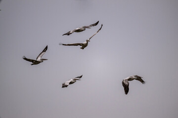 Curly-haired gray pelican plans in the air against the blue sky