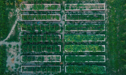 Separate boxes with agricultural crops. View from a drone