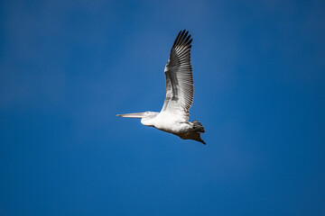 Curly-haired gray pelican plans in the air against the blue sky