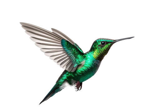 Beautiful green hummingbird in flight isolated on white background.generative ai
