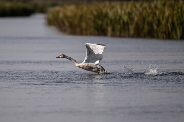 white swan on the river near the reeds on a sunny autumn day