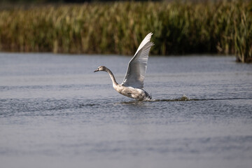 white swan on the river near the reeds on a sunny autumn day