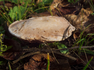 a close-up photo of a mushroom on the ground