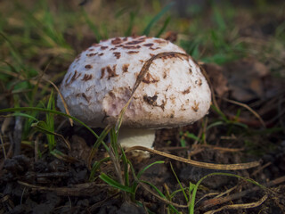 a close-up photo of a mushroom on the ground