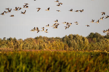 ducks fly over the river on an autumn day