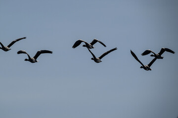 ducks fly over the river on an autumn day