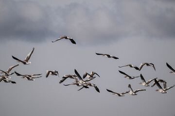 ducks fly over the river on an autumn day