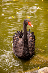 Kurze Herbstwanderung durch den Schlosspark Rosenau mit dem schönen Schloss Rosenau bei Coburg - Rödental - Bayern - Deutschland