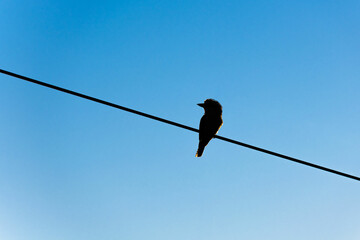 Silhouette of laughing kookaburra sitting on the power line