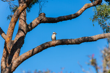 Laughing kookaburra sitting on the branch of a gum tree and looking around