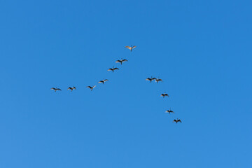 Flock of white ibises in flight with blue sky background