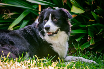 Portrait of a beautiful Border Collie pup lying on the grass