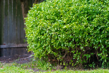 Close up of a green, thick bush tree in the garden
