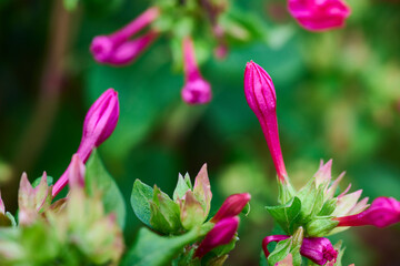 close-up of beautiful pink flowers over blur background