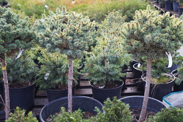 Fototapeta na wymiar seedlings of blue spruce with round crowns on a high trunk in pots in autumn in the nursery of ornamental plants