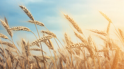 Fototapeta premium Vibrant Golden Wheat Under Sunlight
