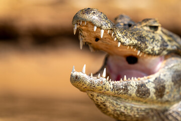 yacare caiman