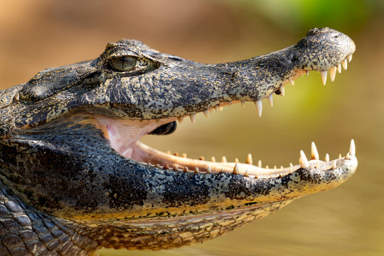 yacare caiman