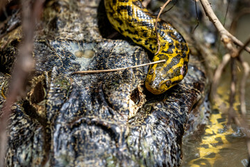 yacare caiman fighting with anaconda in Pantanal