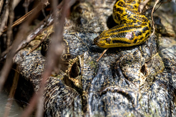 yacare caiman fighting with anaconda in Pantanal