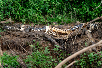 danger yacare caiman in Pantanal