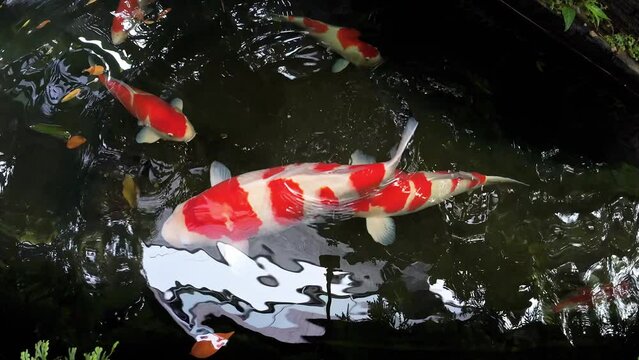 Fancy carp fish or Koi fish in the pond. The aquatic animals in Onsen hot springs at natural park.