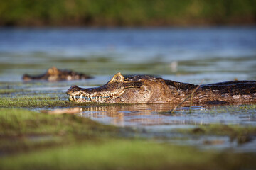 danger yacare caiman in Pantanal