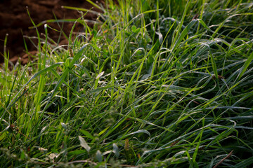Grass at the edge of a road