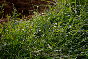 Grass at the edge of a road