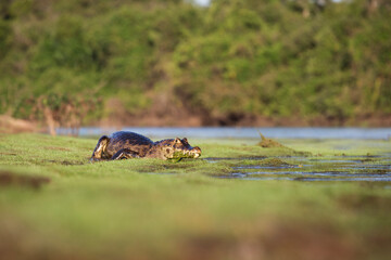danger yacare caiman in Pantanal